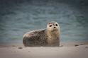 31 Dune, zeehond